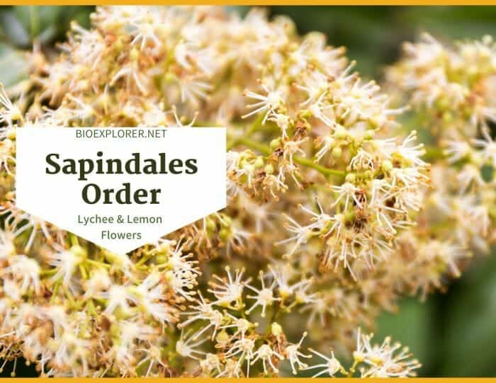 Order Sapindales