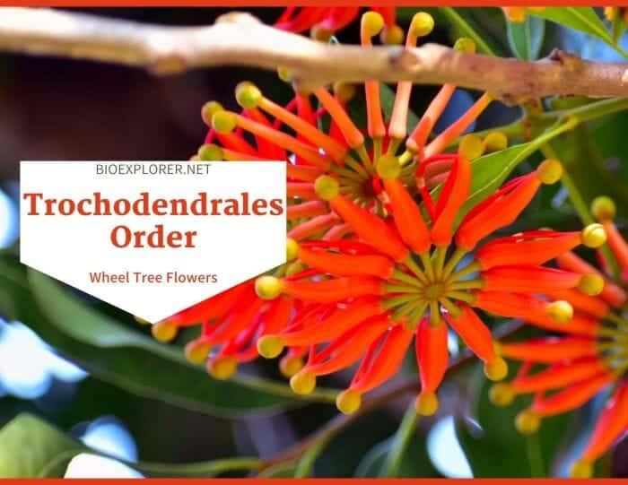 Order Trochodendrales