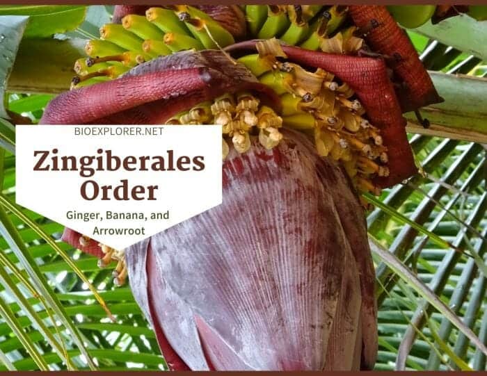 Order Zingiberales