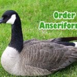 Order Anseriformes (Waterfowl Birds)