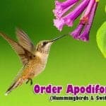 Order Apodiformes