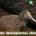 Order Apterygiformes