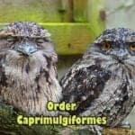 order caprimulgiformes