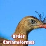 order cariamiformes