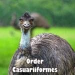 Order Casuariiformes