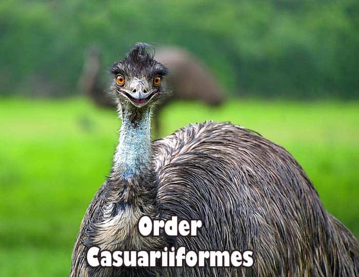 Order Casuariiformes