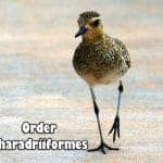 order charadriiformes