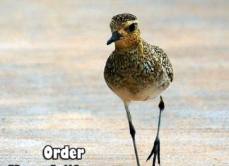 order charadriiformes