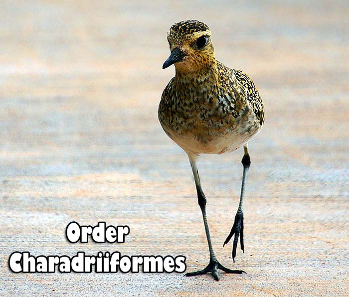 order charadriiformes