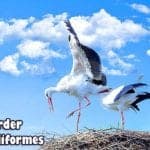 Order Ciconiiformes