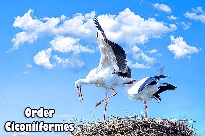 Order Ciconiiformes