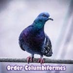 order columbiformes