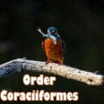 Order Coraciiformes