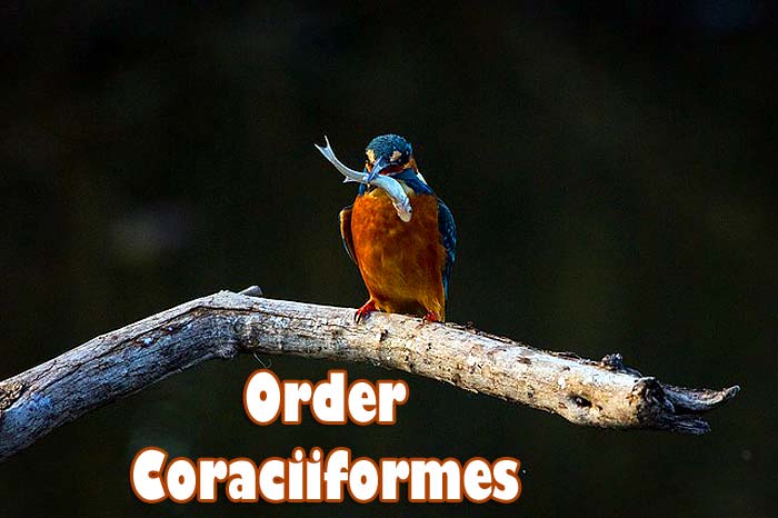 Order Coraciiformes