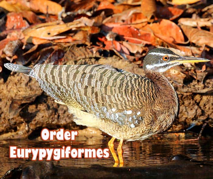 Order Eurypygiformes