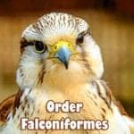 Order Falconiformes