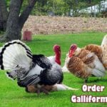 order galliformes