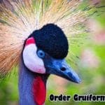 Order Gruiformes