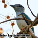 Order Leptosomiformes