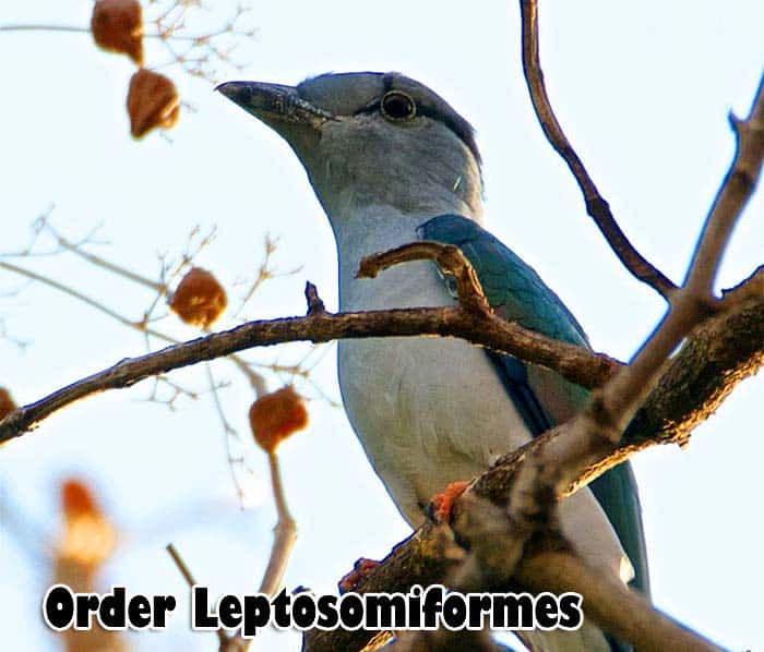 Order Leptosomiformes