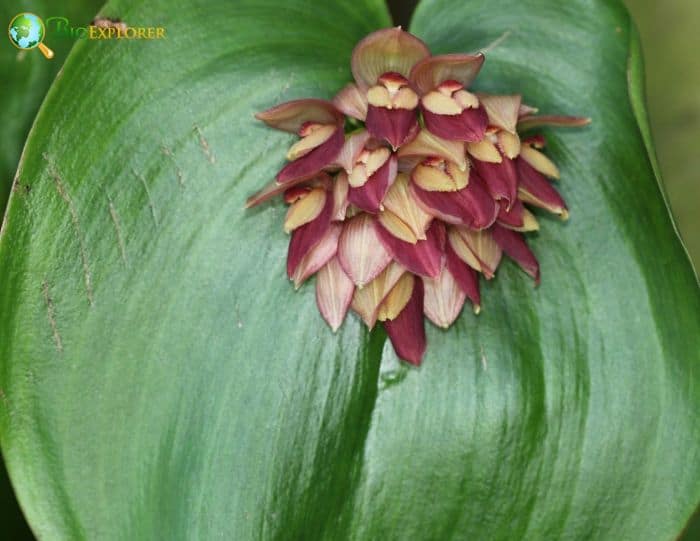 P Macrophylla Flowers