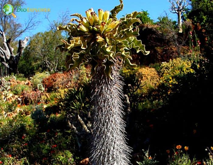 Pachypodium Namaquanum