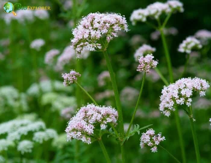 Pale Pink Angelica Flowers