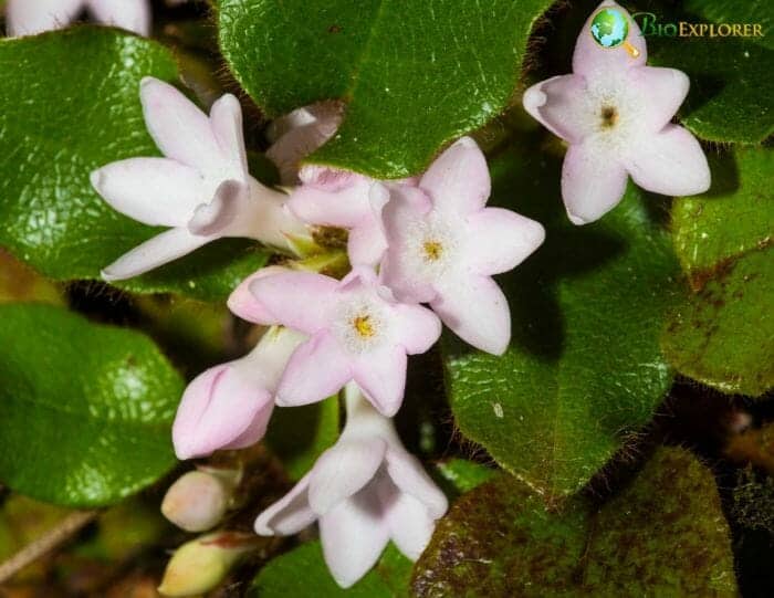 Pale Pink Epigaea Flowers