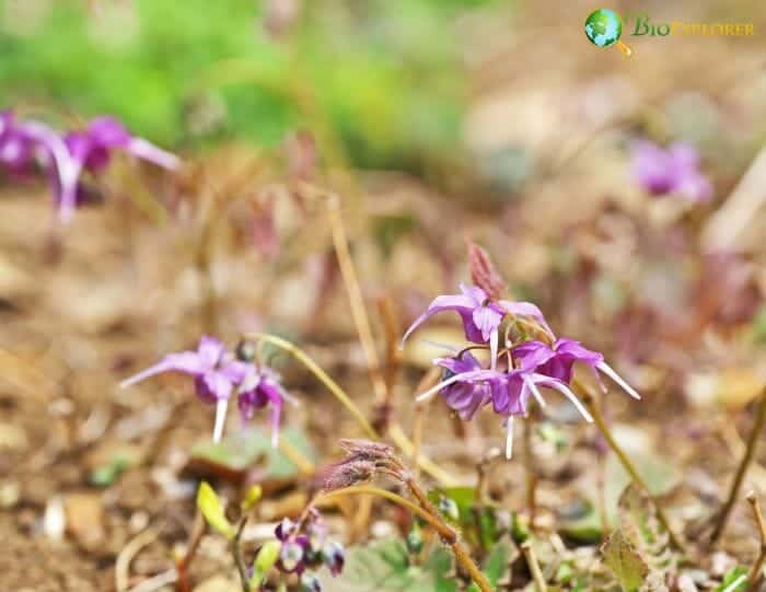 Pale Pink Epimedium Flowers