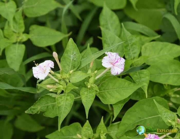 Pale Pink Four O Clock Flowers