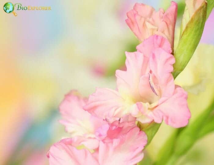 Pale Pink Gladiolus Flowers