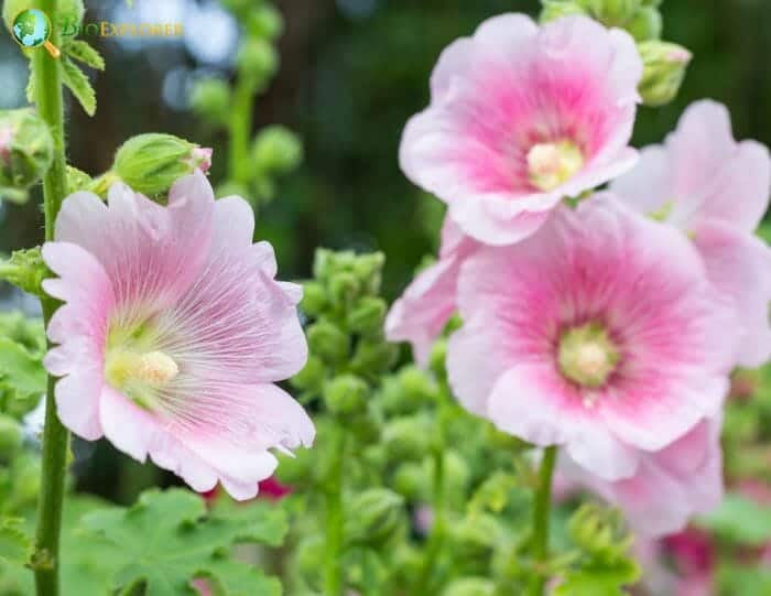 Pale Pink Hollyhock Flowers