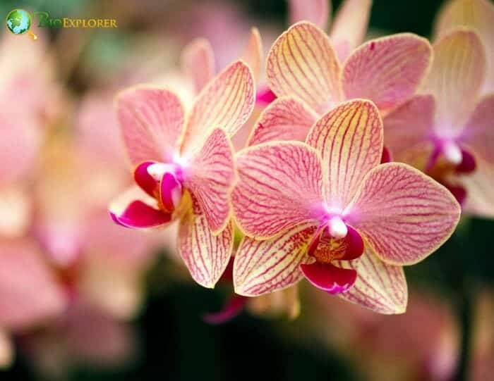 Pale Pink Phalaenopsis Flowers