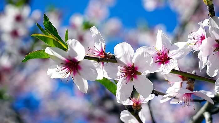 Pale pink almond blossoms