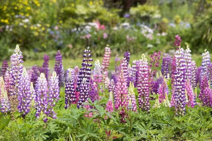 Pale Pink Delphinium Flowers