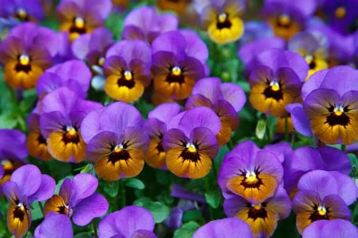 Pansy Flower Garden