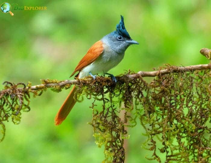 paradise flycatcher