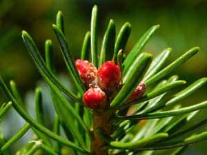 Gymnosperms Leaves