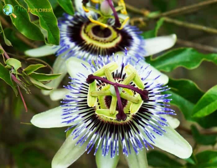 Passion Flower Plant