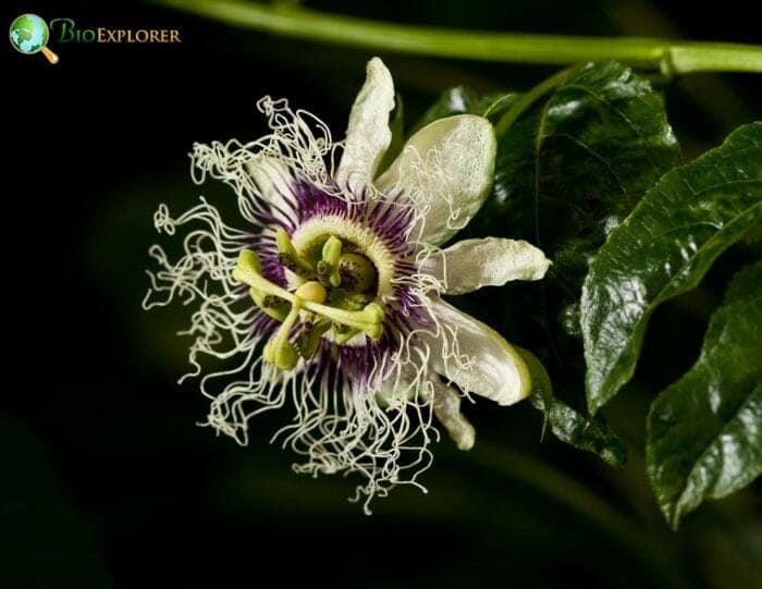 Passionflower