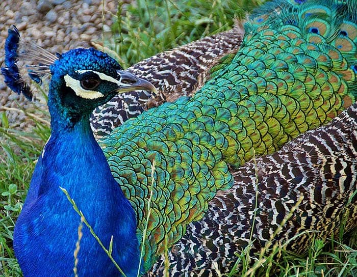 Peacocks in animal food chain