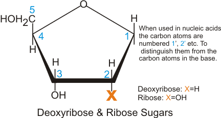 Pentose Sugar Structure