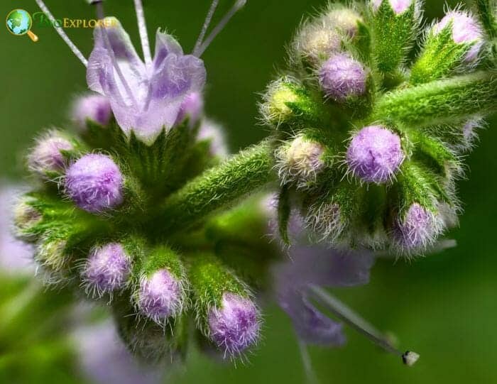 Peppermint Buds