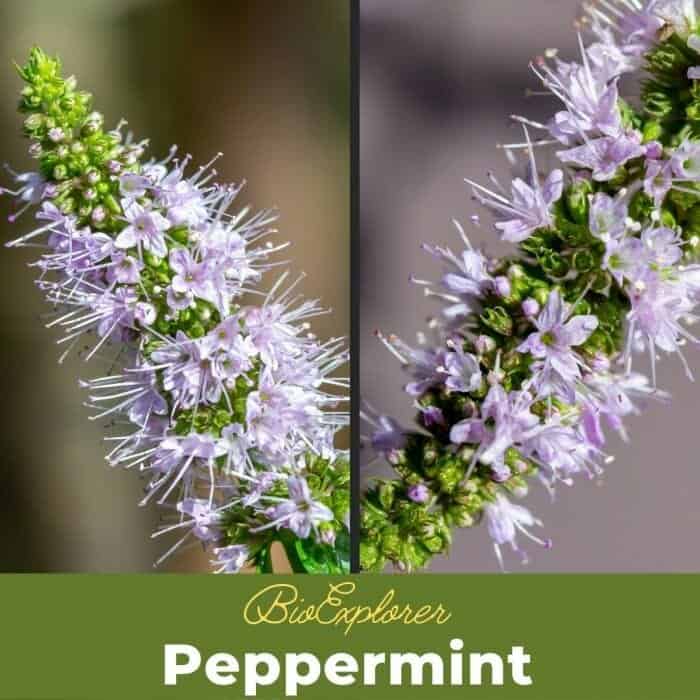 Peppermint