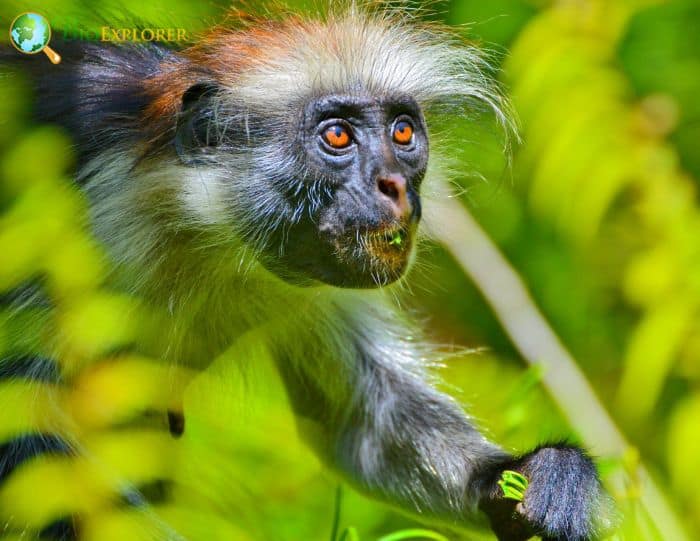 Piliocolobus Kirkii