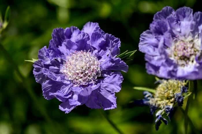 Pincushion Flowers