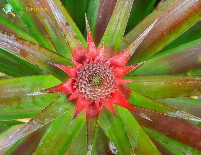 Pineapple Bush Flowers