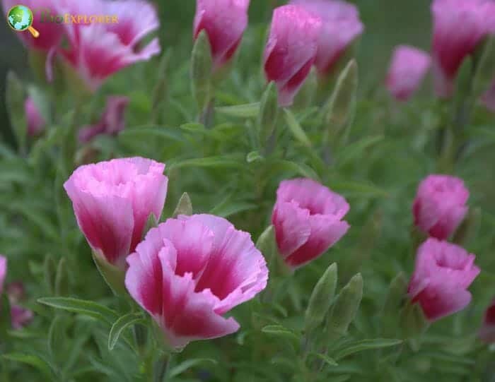 Pink Clarkia Flowers