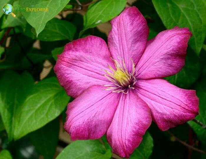 Pink Clematis Flower