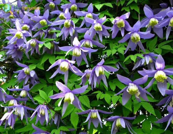 Pink Clematis Flowering Plants